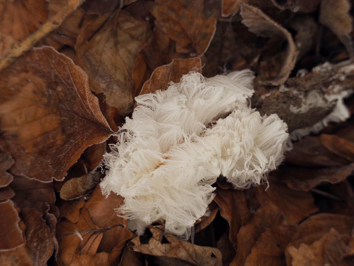 Photo by Claire Williams Exidiopsis effusa by Claire Williams